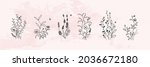 minimal botanical graphic... | Shutterstock .eps vector #2036672180