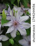 Small photo of Pale lavender-blue large-flowered clematis Bernadine selected by the British breeder Raymond Evison blooms on an exhibition in May 2015