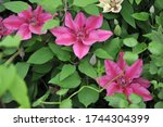 Small photo of Large-flowered crimson pink Clematis Darsey selected by the British breeder Raymond Evison blooms on an exhibition in May 2019