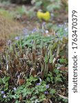 Small photo of Young shoots of chartreuse extra large hosta Sum and Substance grow in a garden in April 2017
