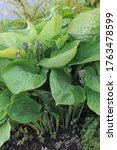 Small photo of Chartreuse extra large hosta Sum and Substance grows in a garden in May 2014