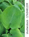 Small photo of Chartreuse extra large hosta Sum and Substance grows in a garden in May 2009