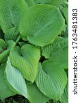 Small photo of Chartreuse extra large hosta Sum and Substance grows in a garden in May 2009