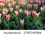 Small photo of Red and white tulip Ancilla (Kaufmanniana group) flowers in a garden in April 2016