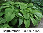 Giant Hosta Green Acres With...