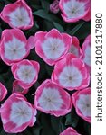 Small photo of Pink and white Triumph tulips (Tulipa) Innuendo bloom in a garden in April