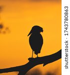 Small photo of An African Hammerkop's Silhouette against an african Sunset.