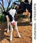 New born female calf of pure...