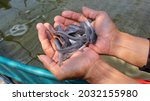 Small photo of Residents sort catfish in the Jami Al-Ikhlas Mosque area, Neglasari, Tangerang City, Friday (27-8-2021). IDR 400 per head depending on the size.