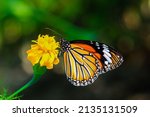 Plain Tiger is sitting on the flower. Danaus genutia, also known as the plain tiger, African queen, or African Monarch. Common Tiger butterfly (Danaus genutia butterfly) collecting nectar on a flower.