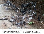 Bird Feathers Scattered On The...