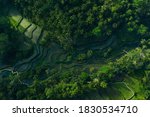 Aerial view of Tegalalang Bali rice terraces. Abstract geometric shapes of agricultural parcels in green color. Drone photo directly above field.