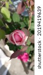 A Beautiful Pink Hybrid Rose. A ...