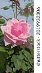 A Beautiful Pink Hybrid Rose. A ...