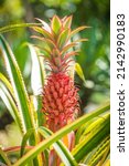 Red Pineapple Growing At The...