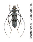 Small photo of Rosalia alpina isolated Coleoptera beetle Cerambycidae longhored beetle Insects on white