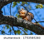 Fox Squirrel Eating A Walnut On ...