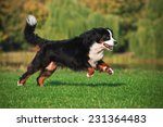Dog Running On The Grass