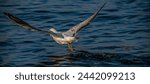 Small photo of The common gull or sea mew is a medium-sized gull that breeds in the Pale arctic. The closely related short-billed gull is sometimes included in this species, which may be known collectively