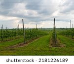Beautiful fruits garden, agriculture business and industry. Rows of apple trees growing on apple farm. Industrial cultivation of apples in orchards.