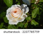 White rose blooms on a background of green leaves. Beautiful summer flower. Natural background.