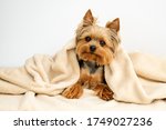 Yorkshire terrier with blanket, Dog resting,Cute dog, Funny Yorkie