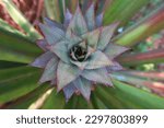 The pineapple (Ananas comosus) is a tropical plant with an edible fruit  its offset produced at the top of the fruit, the top view pattern of pineapple offset