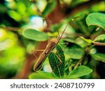 Small photo of Stinging Grasshopper close up. Stinging Grasshopper are insects that have a very pungent odor