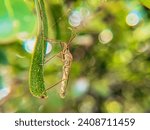 Small photo of Stinging Grasshopper close up. Stinging Grasshopper are insects that have a very pungent odor