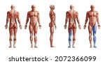 muscle system in human body... | Shutterstock .eps vector #2072366099
