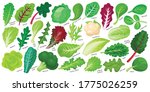 Lettuce And Salad Cartoon...