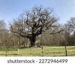 Major oak, in Sherwood Forest, England.