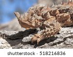 Australian thorny devil lizard
