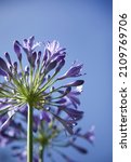 Agapanthus Flower. African Lily....