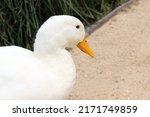 White Duck By The Lake