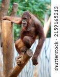 An Adult Orangutan Relaxing On...
