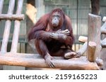 An Adult Orangutan Relaxing On...