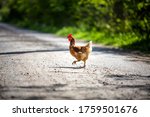 Rooster Crossing The Gravelled...