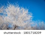 The rime-ice on the tree turn the whole surrounding like a frozen dreamland in Rime Island, Jilin.
