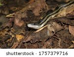 Adult Gray Rat Snake Close Up
