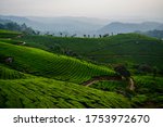Small photo of This is the morning view of the Munnar Greenery with a modicum of fog making the entire landscape a bit of romantic