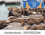 California sea lions (Zalophus californianus) hauling out on on docks on Pier 39's marina, San Francisco, California. Space for copy. 
