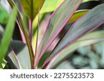 Beautiful Phormium tenax 'Sundowner' tropical plant. Space for copy. 