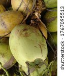 Small photo of Dugan fruit (young coconut) is ready to be sold to consumers