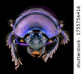 insect macro supermacro... | Shutterstock . vector #1755756416