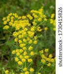 Small photo of Close up of the yellow flowers of Cypress spurge Euphorbia cyparissias or leafy spurge Euphorbia esula.