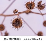 Butter Print Seed Head With...