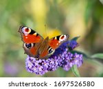 European Peacock Butterfly ...