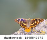 Lesser Purple Emperor Butterfly ...