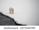 A polar bear watches the U.S. Coast Guard Cutter Healy (WAGB 20) on Sep. 22, 2023. 